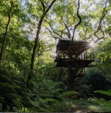 Imagem: Divulgação/Treeful Treehouse Resort