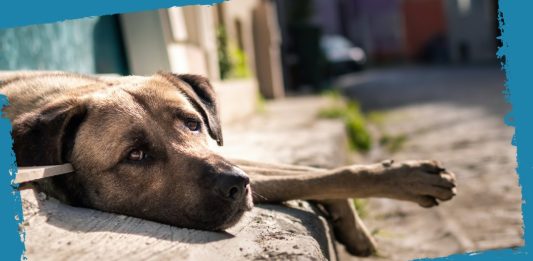 Bento Pet lança Campanha: Não abandone quem jamais te abandonaria