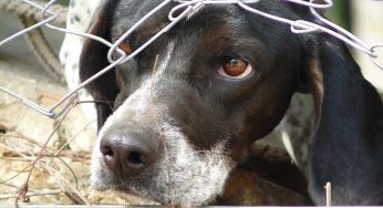 Quatro dicas para reduzir o estresse dos pets com os fogos de artifício