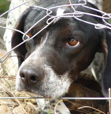 Quatro dicas para reduzir o estresse dos pets com os fogos de artifício