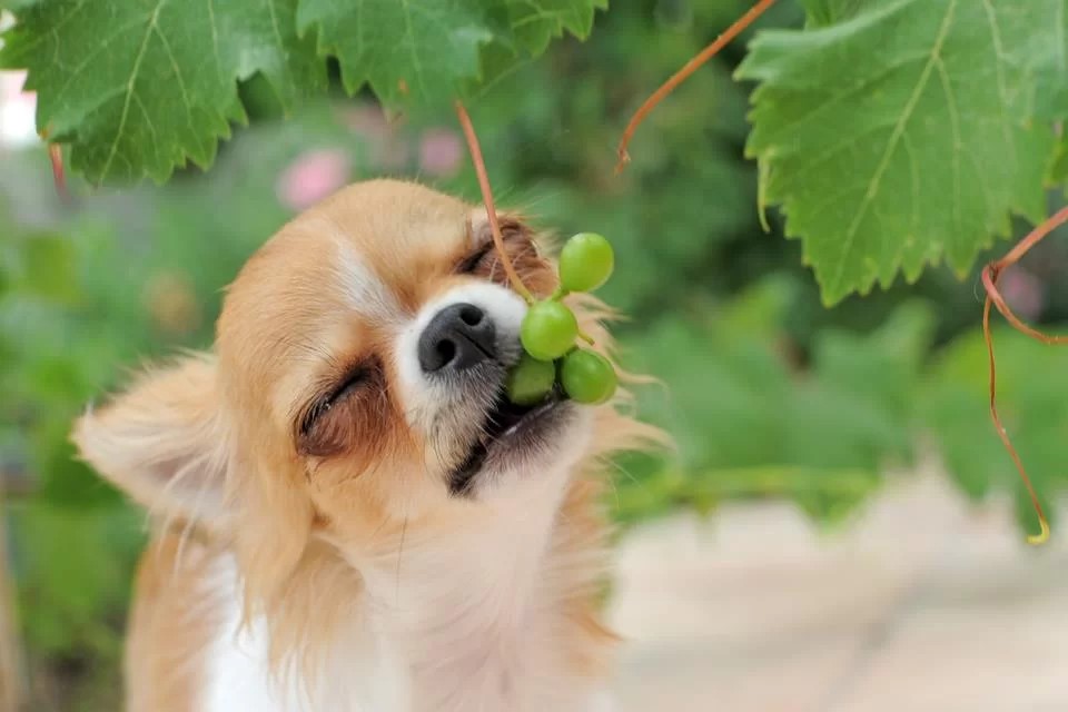 Uva pode ser mortal para os cães