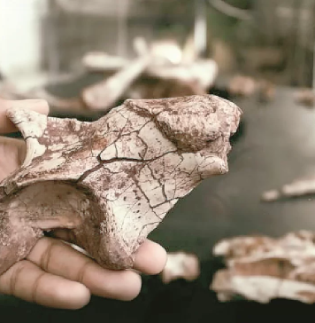 Novo fóssil de dinossauro é encontrado no Rio Grande do Sul