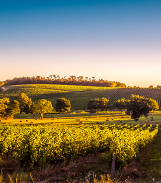 Entenda crise do vinho de Bordeaux que leva produtores a arrancar 9 mil hectares de vinhedos
