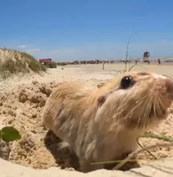 Tuco-tuco é visto na praia de Nova Tramandaí, litoral Norte do RS — Foto: Jeferson Botega / GZH