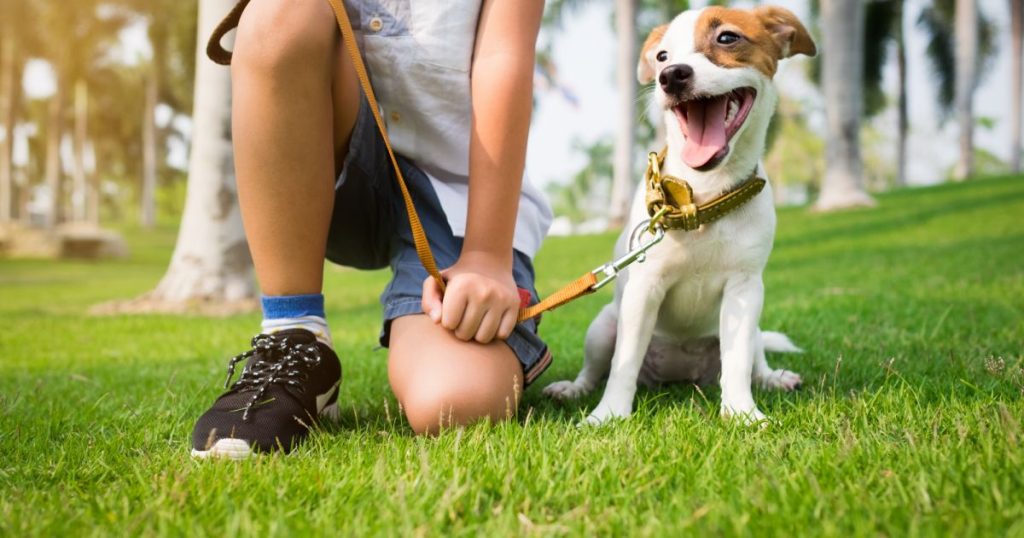 Bento Pet: equipe alerta sobre os cuidados com cães e gatos no verão