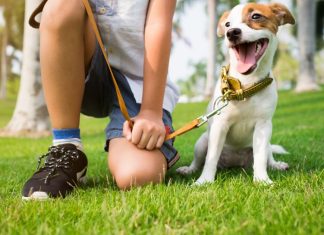 Bento Pet: equipe alerta sobre os cuidados com cães e gatos no verão