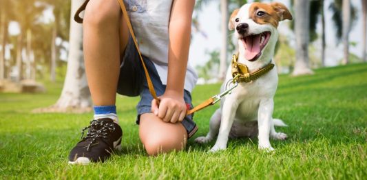 Bento Pet: equipe alerta sobre os cuidados com cães e gatos no verão