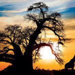 África pode se dividir em dois continentes; novo oceano pode surgir