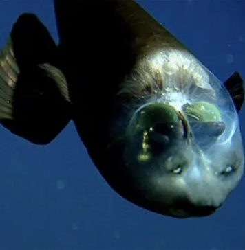 Mistério do inusitado peixe com cabeça transparente é revelado