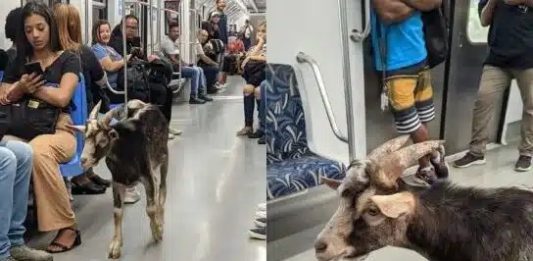 Bode no trem: Veja o video que viralizou
