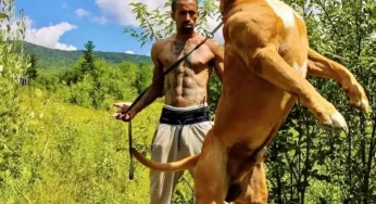 Reconhecido pelo Guinness, maior pitbull do mundo é avaliado em mais de R$12 milhões