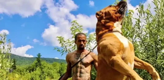 Reconhecido pelo Guinness, maior pitbull do mundo é avaliado em mais de R$12 milhões