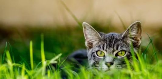 Por que gatos extinguiram mais espécies que qualquer outro predador
