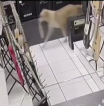 Video: Cachorro caramelo “rouba” 3 lojas em menos de 1 mês