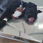 Cadela da polícia doa sangue para salvar cão intoxicado em SC