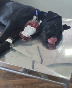 Cadela da polícia doa sangue para salvar cão intoxicado em SC