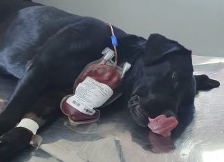 Cadela da polícia doa sangue para salvar cão intoxicado em SC