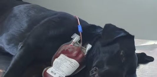 Cadela da polícia doa sangue para salvar cão intoxicado em SC