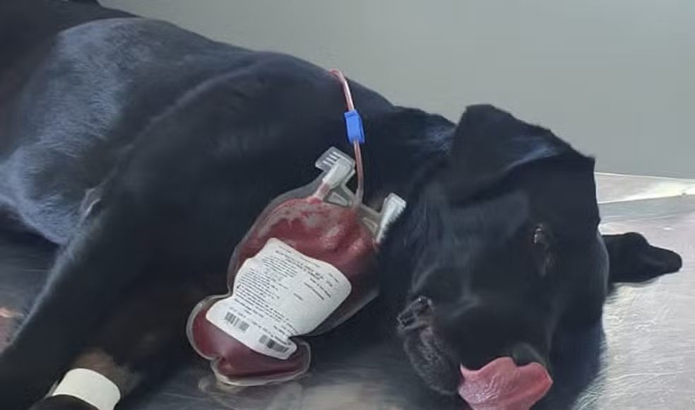 Cadela da polícia doa sangue para salvar cão intoxicado em SC