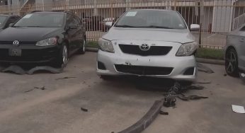 VIDEO: Cães invadem concessionária e causam danos de R$ 1,5 milhões