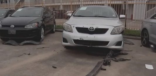 VIDEO: Cães invadem concessionária e causam danos de R$ 1,5 milhões