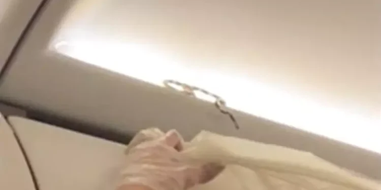 Pânico no avião: Cobra sai de bagageiro e assusta passageiros, veja o video