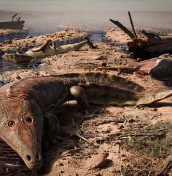 Fóssil de anfíbio gigante mais antigo que os dinossauros é encontrado em fazenda do RS