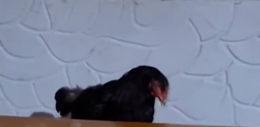 Video que 'choca' web: Galinha joga dominó com dois oponentes