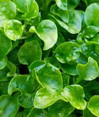 Conheça as 10 verduras e legumes mais saudáveis do mundo