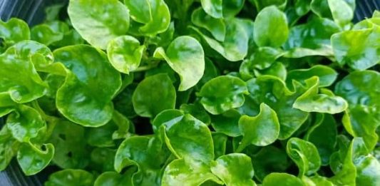 Conheça as 10 verduras e legumes mais saudáveis do mundo