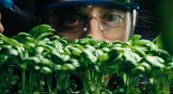 Vídeo mostra: plantas conversam entre si em tempo real