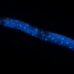 Estudo brasileiro desvenda via molecular de controle do envelhecimento