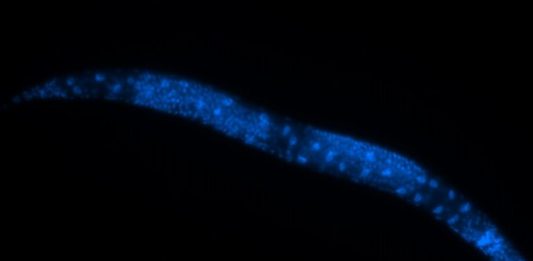 Estudo brasileiro desvenda via molecular de controle do envelhecimento