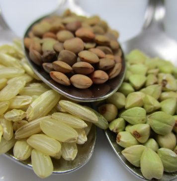 Quais são os alimentos ricos em proteínas vegetais?