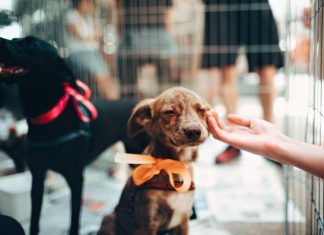 Feira de adoção de filhotes ocorre no próximo sábado em Bento Gonçalves