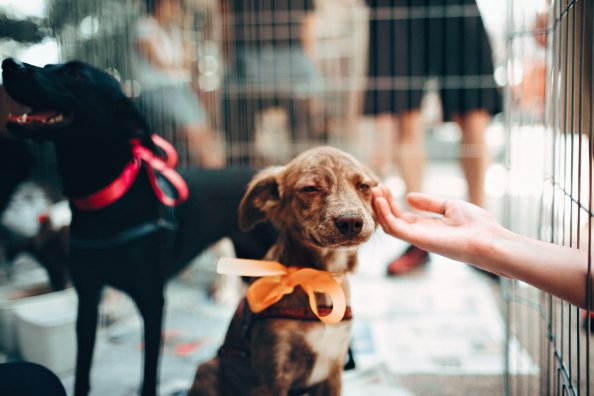 Feira de adoção de filhotes ocorre no próximo sábado em Bento Gonçalves