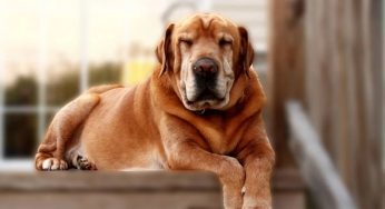 As raças de cães com a vida mais longa, segundo a ciência
