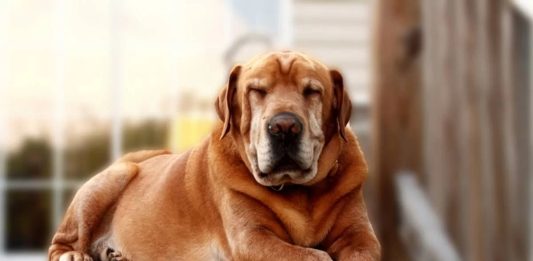 As raças de cães com a vida mais longa, segundo a ciência