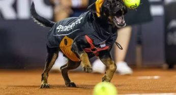 Cães resgatados viram gandulas no Rio Open para incentivar adoção