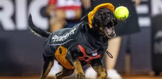 Cães resgatados viram gandulas no Rio Open para incentivar adoção