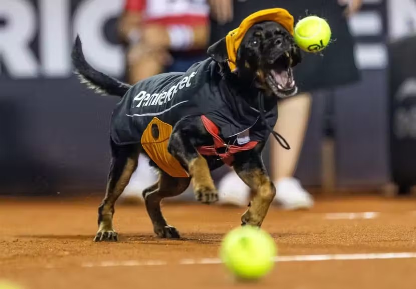 Cães resgatados viram gandulas no Rio Open para incentivar adoção