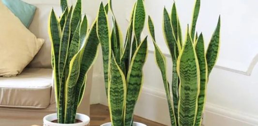 Espada-de-são-jorge: o que é e como cuidar da planta