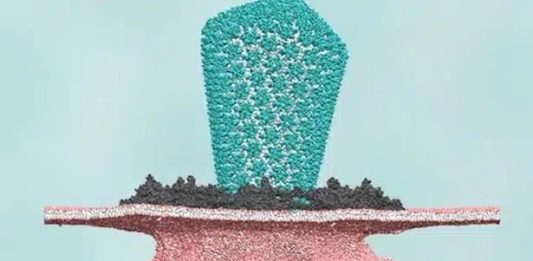 Cientistas desvendam como o HIV invade o núcleo das células humanas