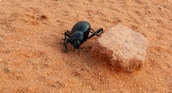 Quais serão os primeiros animais nas colônias da Lua em Marte?