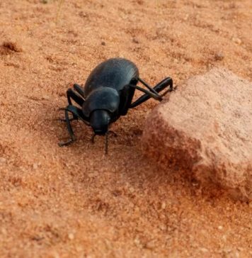 Quais serão os primeiros animais nas colônias da Lua em Marte?