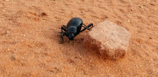 Quais serão os primeiros animais nas colônias da Lua em Marte?