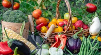 Horti Serra Gaúcha terá exibição prévia durante a Festa da Uva 2024