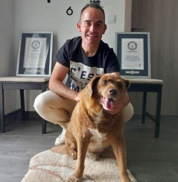 Escândalo no Guinness: cão mais velho do mundo pode ser fraude