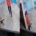 Vira-lata caramelo surpreende pet shop ao pedir para tomar banho