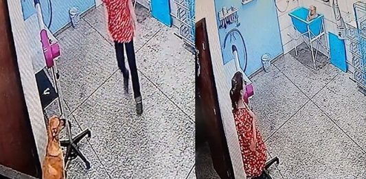 Vira-lata caramelo surpreende pet shop ao pedir para tomar banho